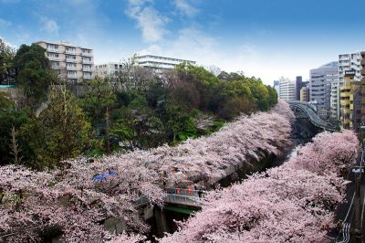 桜が咲き 新しい一年が始まりました